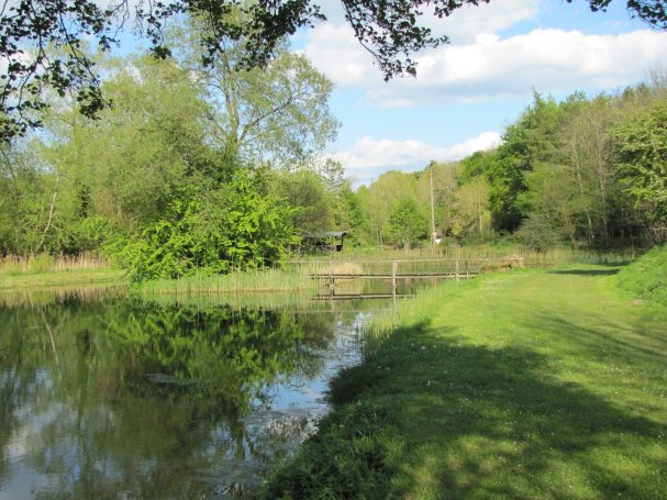 Lush green riverside with trees and grass, reflecting in the calm water.